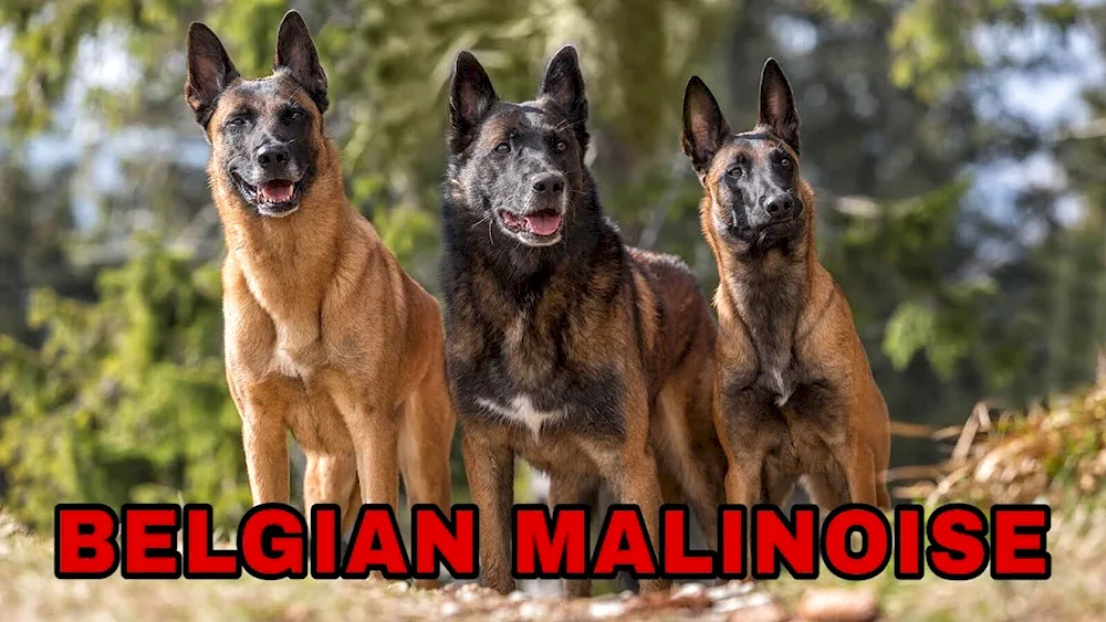 Malinois