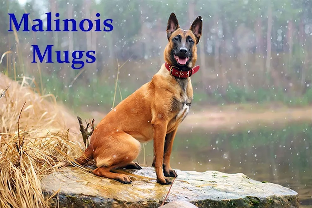 Malinois