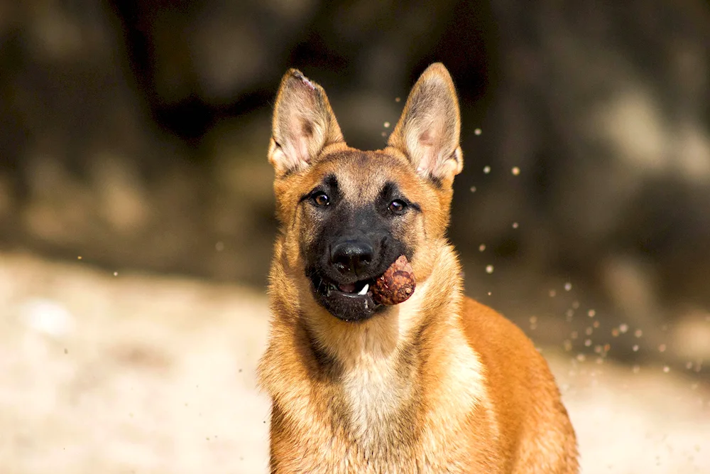 Malinois