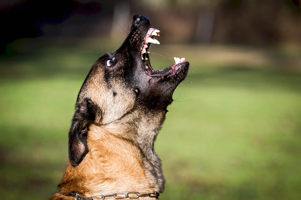 Bavarian Shepherd Dog Malinois vicious