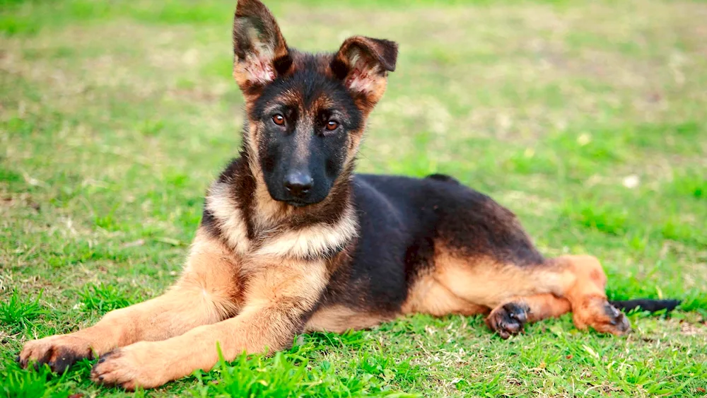 Dog German Shepherd