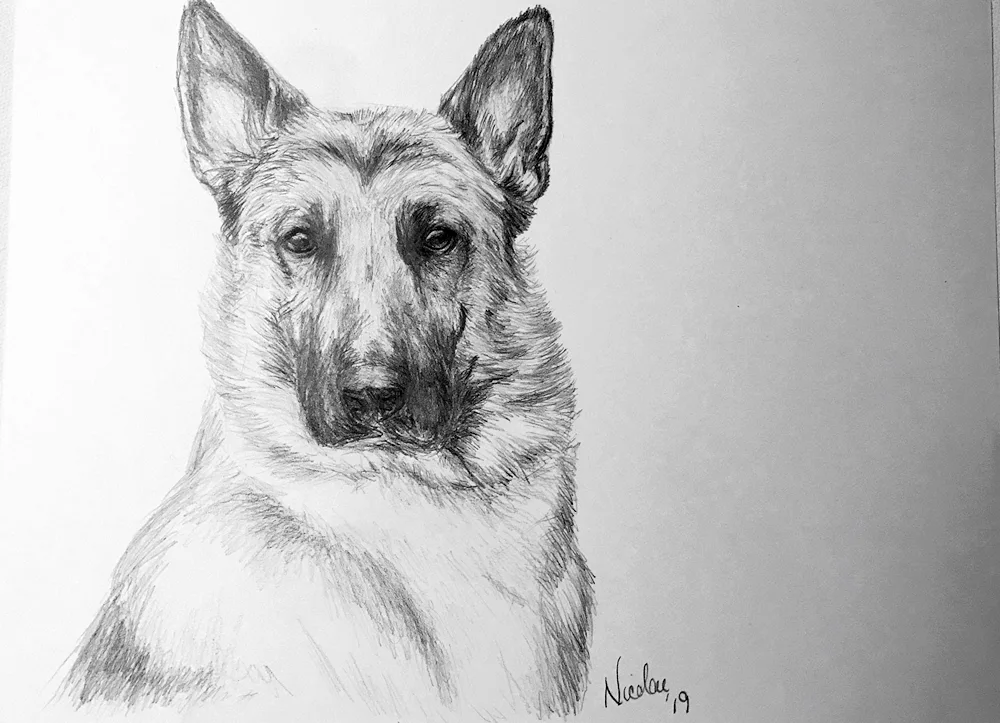 German Shepherd Shepherd Mukhtar