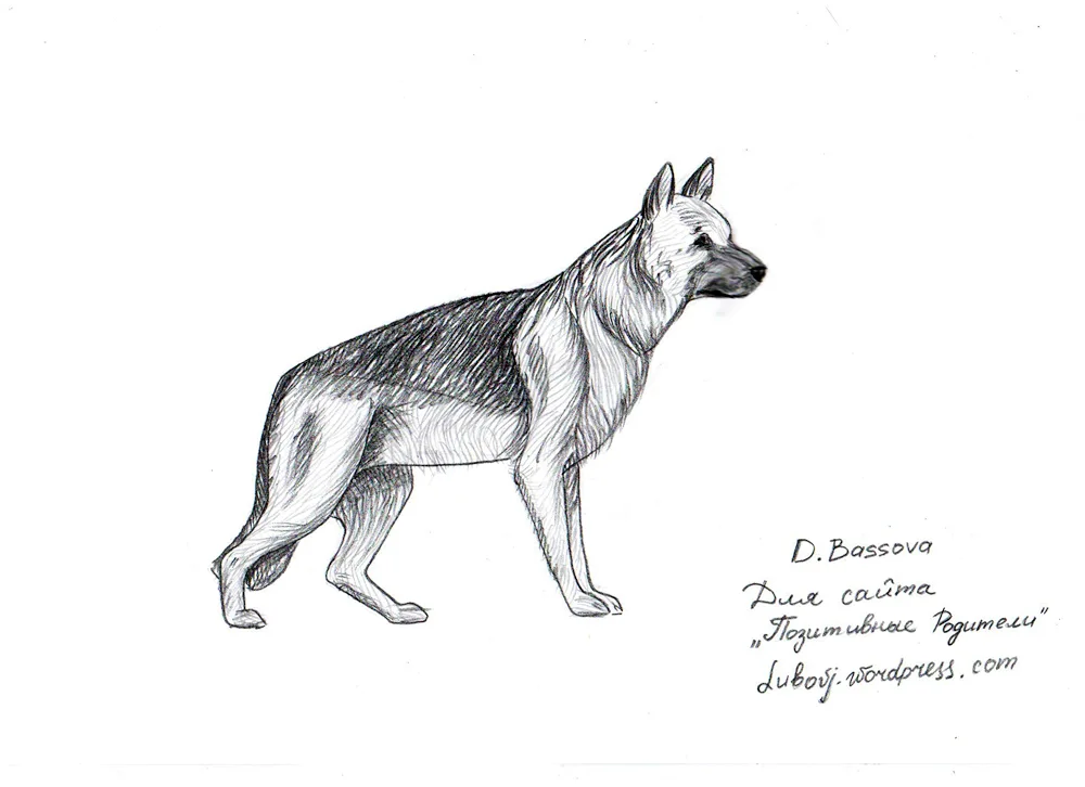 German Shepherd puppy colouring