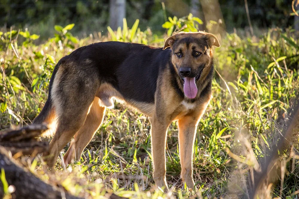 Dog métis German Shepherd dog