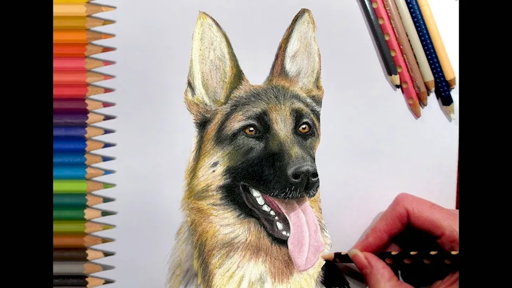Colouring German Shepherd dog puppy