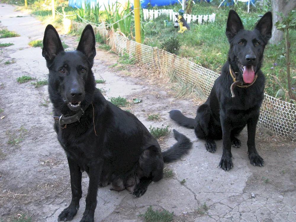 Eastern European Shepherd Black