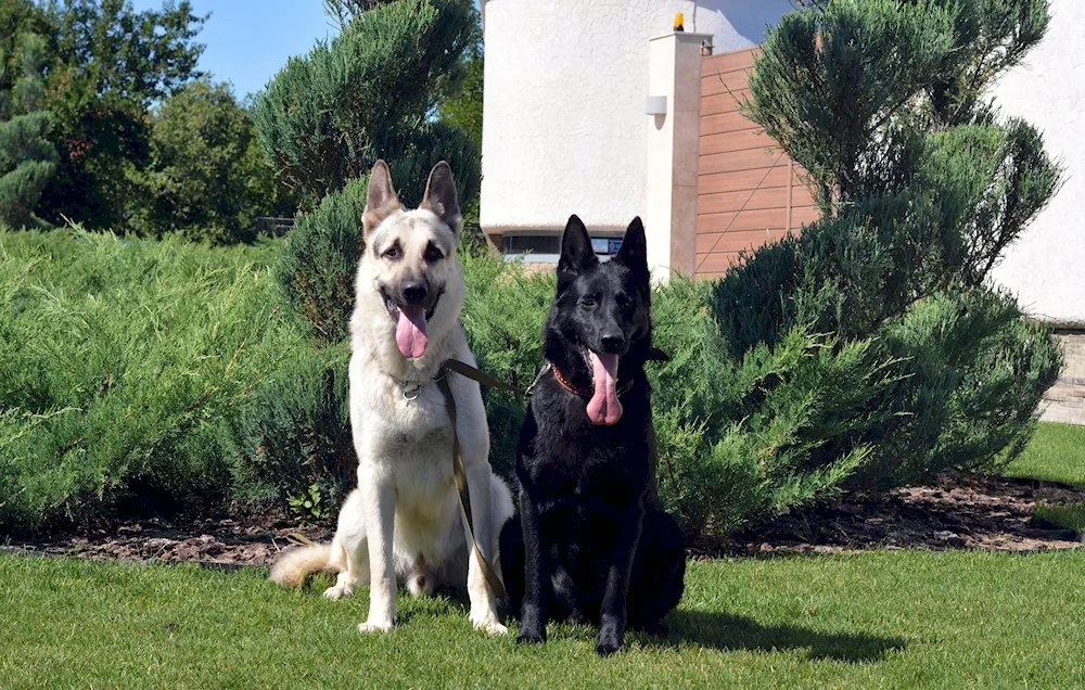 Eastern European Shepherd Black European Shepherd Black