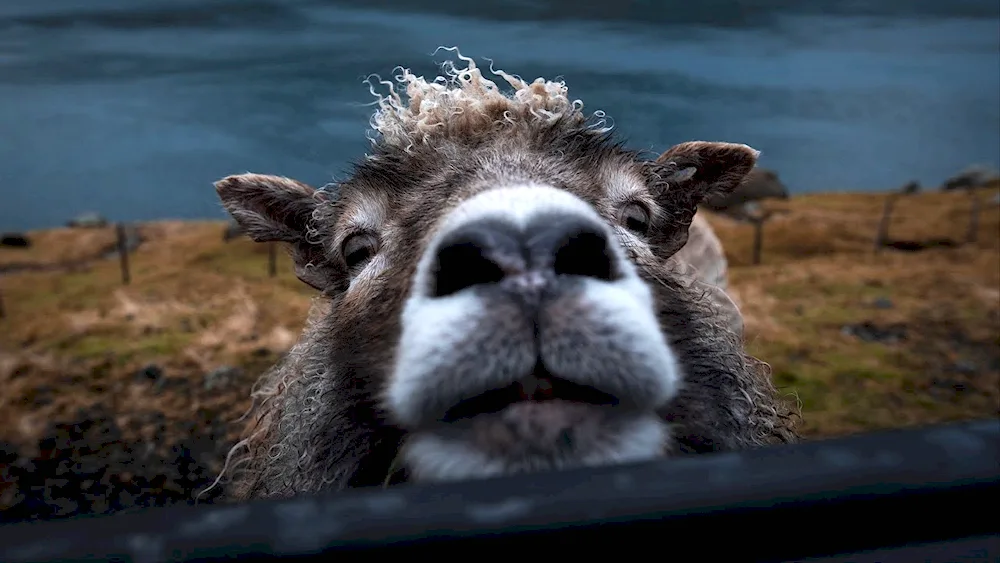 Mountain sheep Tuscany