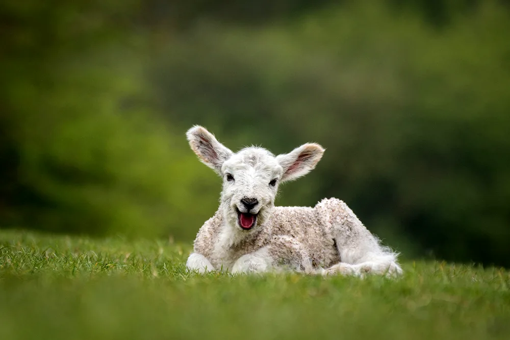 Sheep herd of sheep