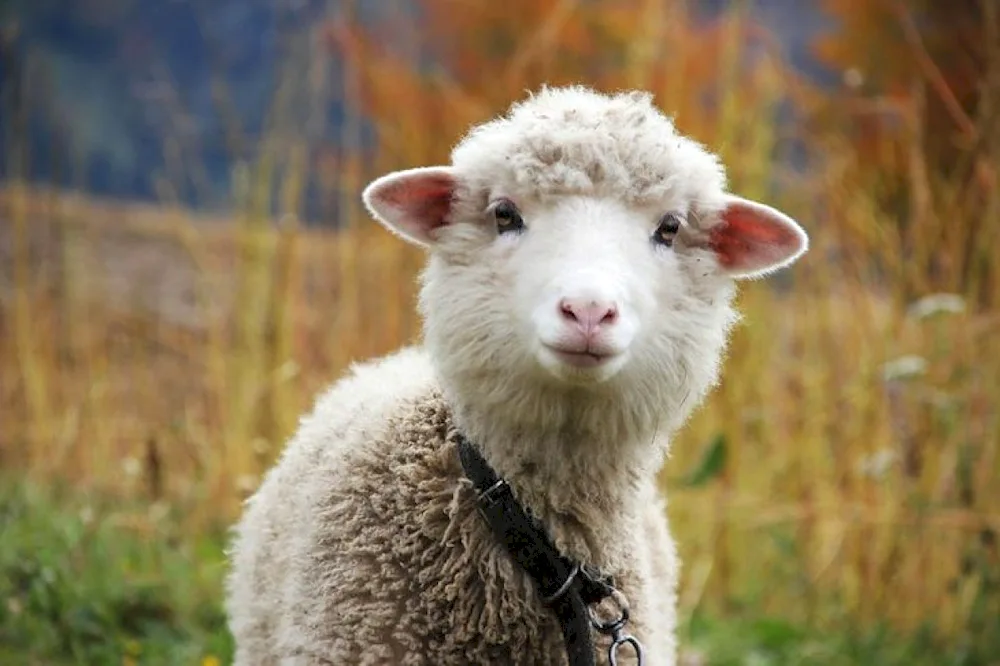 Sheep breeding in Ireland. Ireland