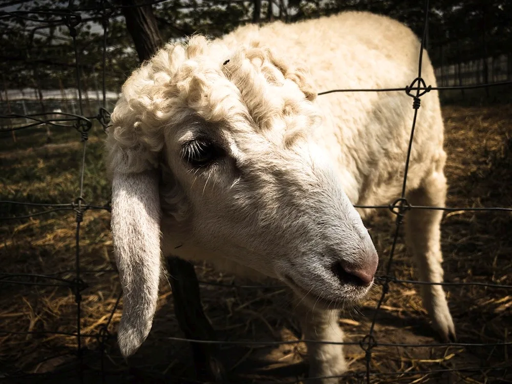 Curly Sheep