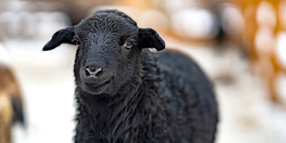 Angora fine-fleece goat