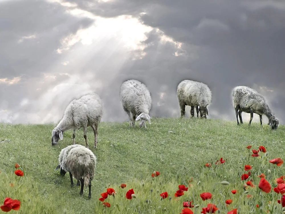 Edilbaevskaya sheep breed