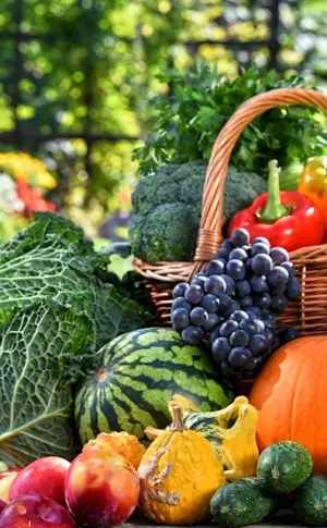 Vegetables in the garden