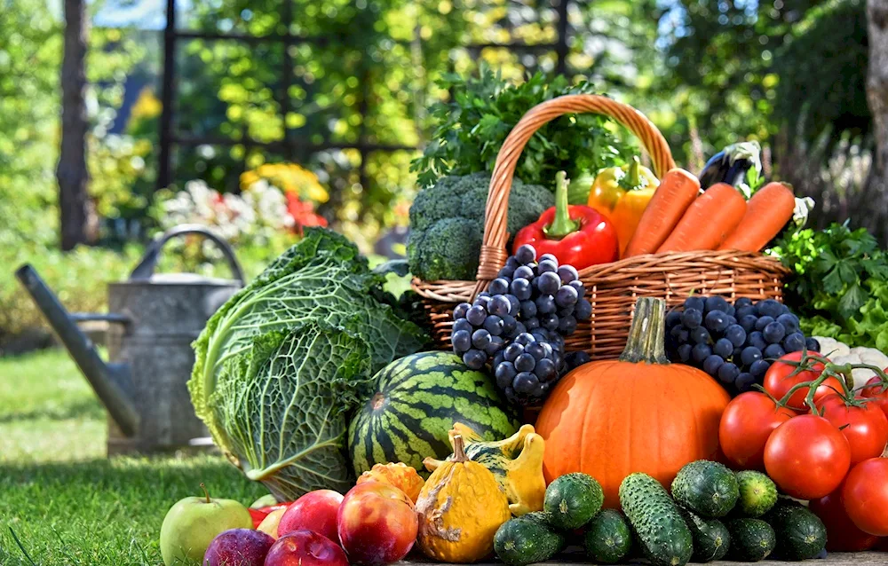 Vegetables in the garden