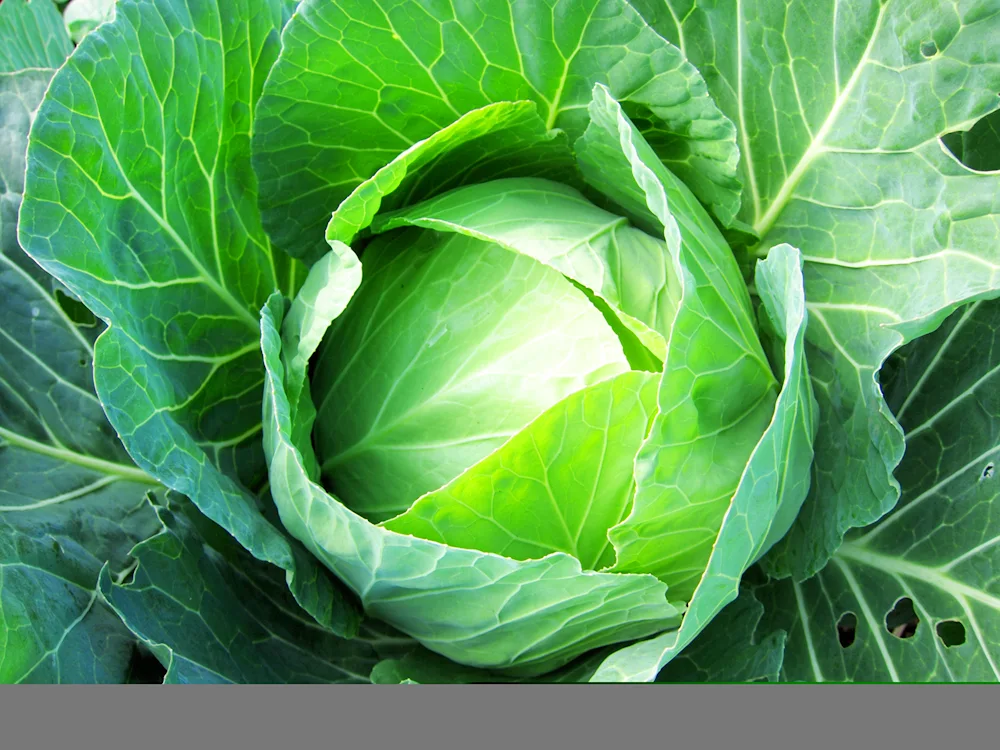 Brussels sprouts Bonduelle cabbage