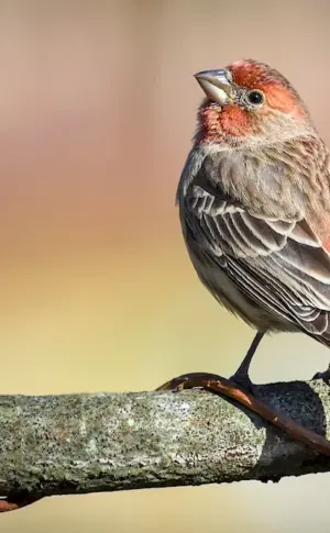 Buntings Siskin Chaffinch