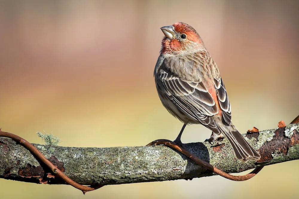 Buntings Siskin Chaffinch
