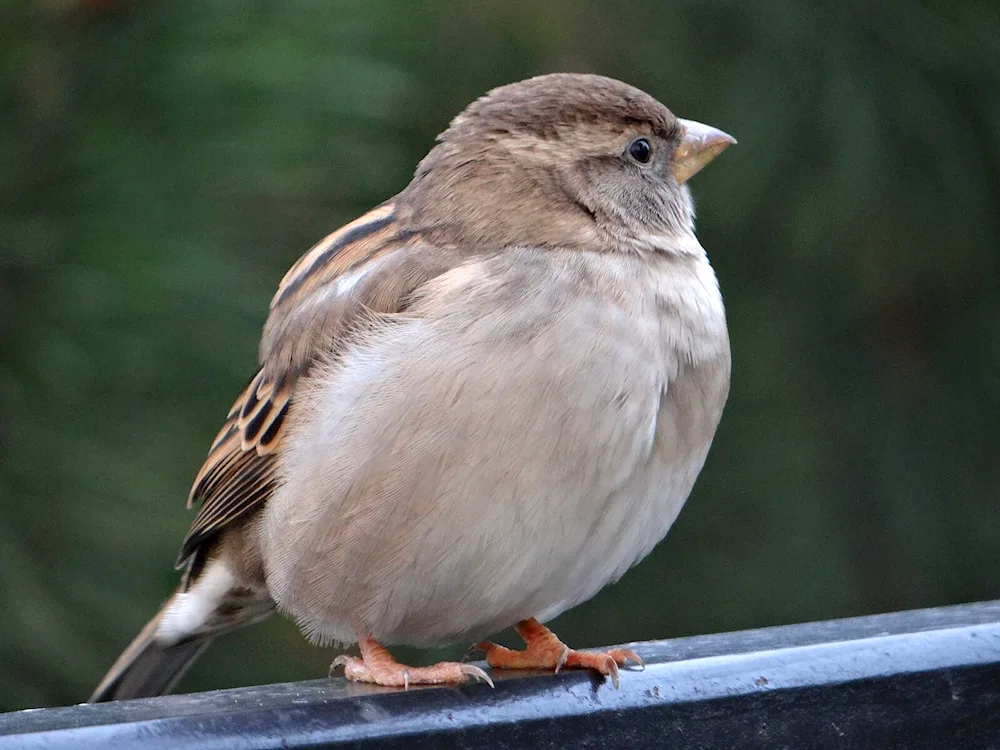 Oatmeal Sparrow