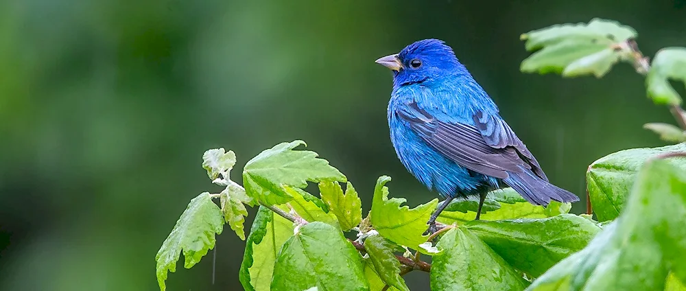 Indigo bunting