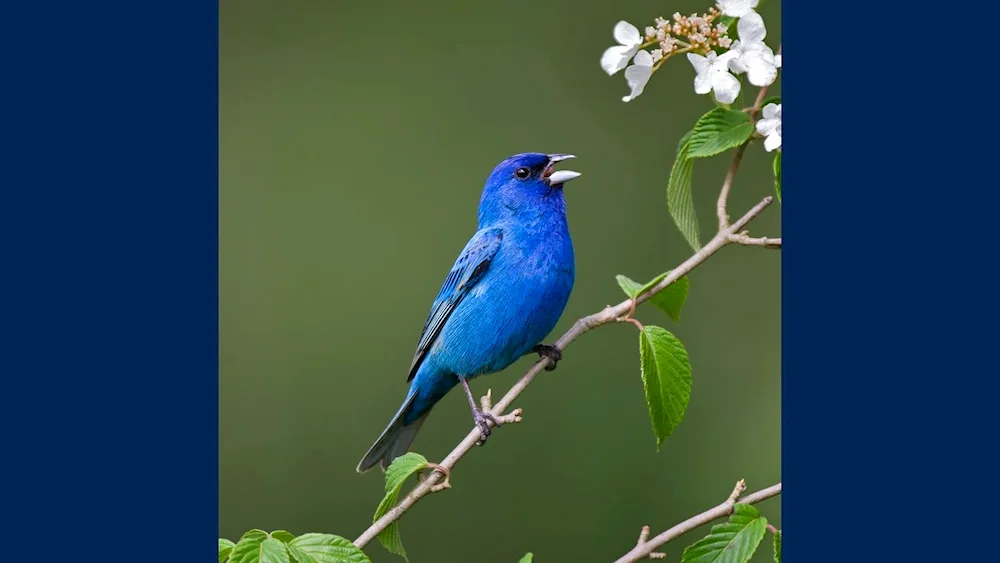 Bluebird