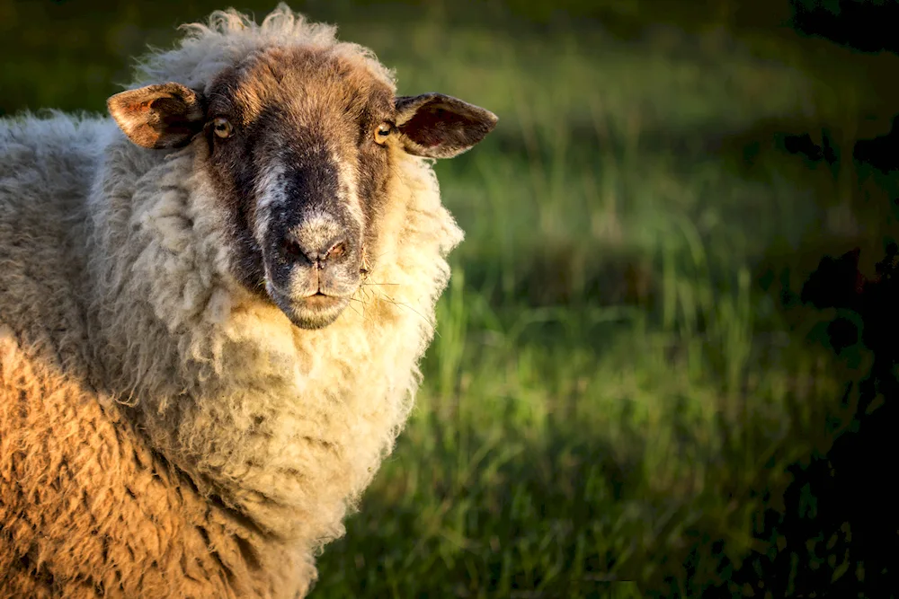 Dolly sheep