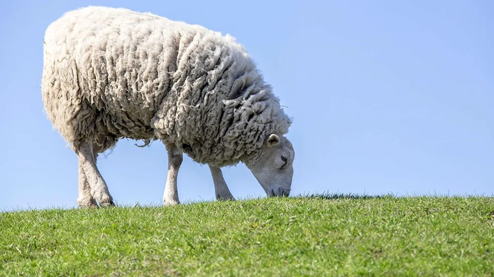 Mountain sheep of Tuscany