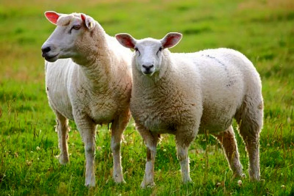 Sheep breeding Italy Tuscany