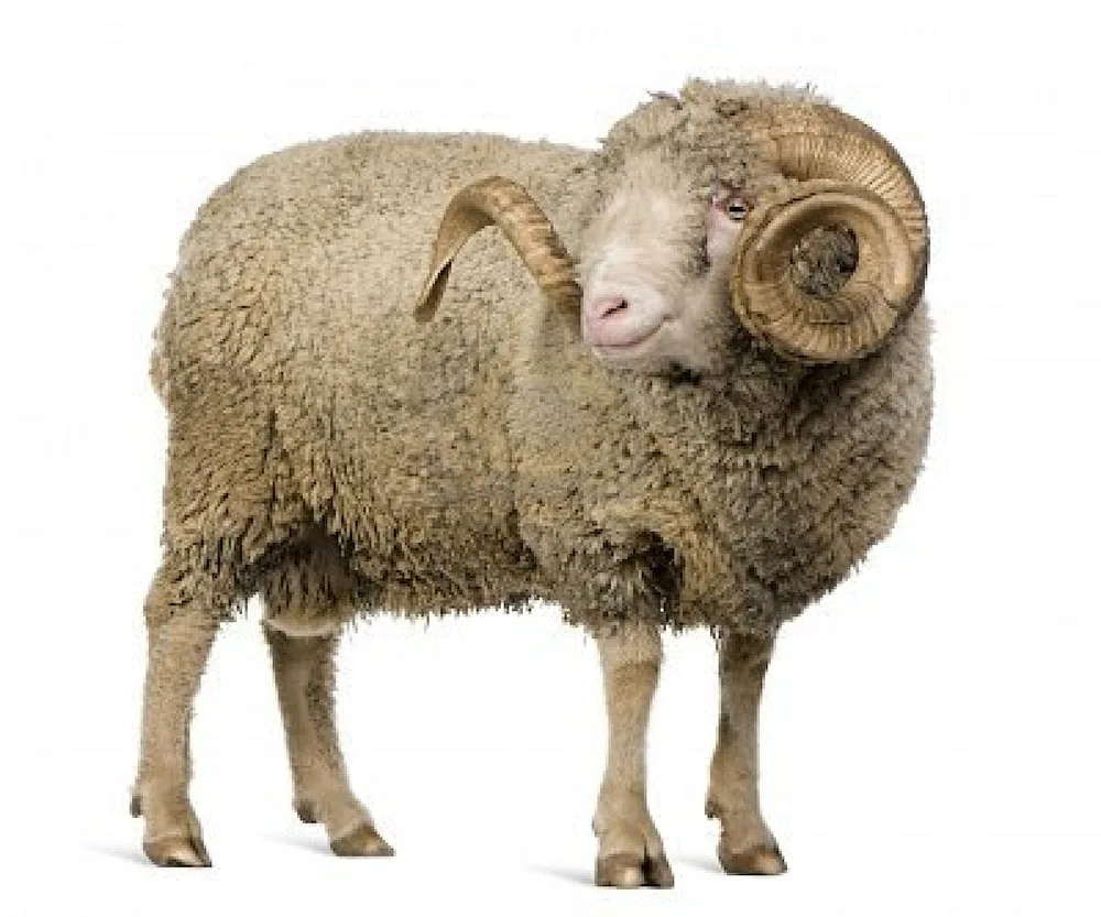 Sheep