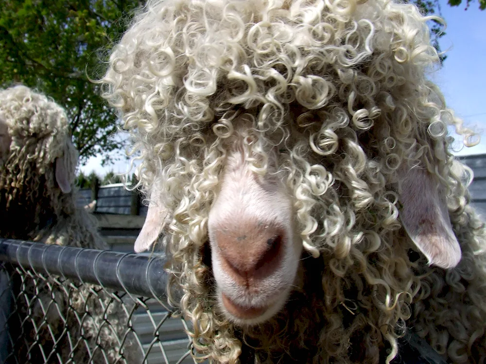 Curly Sheep