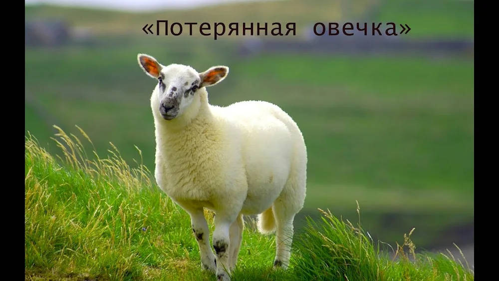 Sheep beautiful