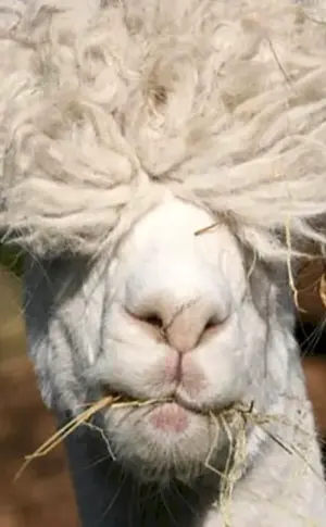 Sheep llama alpaca