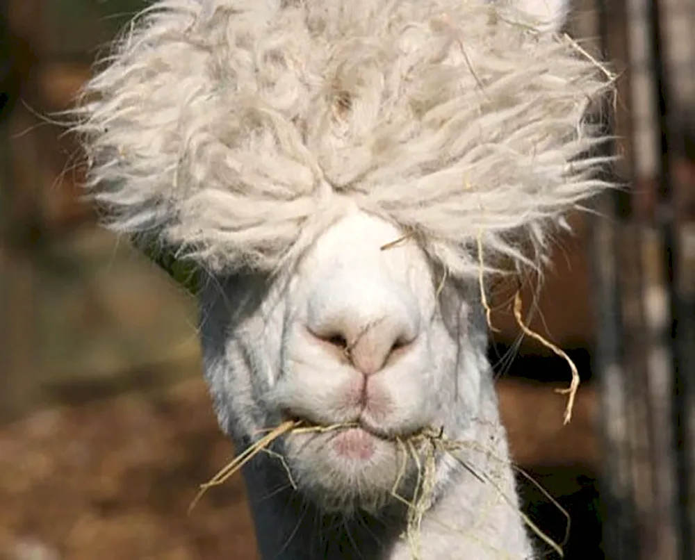 Sheep llama alpaca