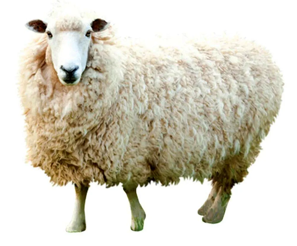 Sheep on white background