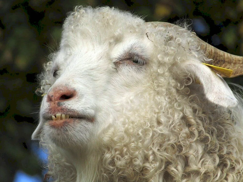 Curly Sheep humpback
