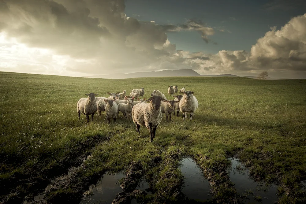 Border Leicester sheep