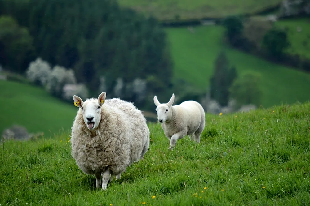 Sheep in the meadow