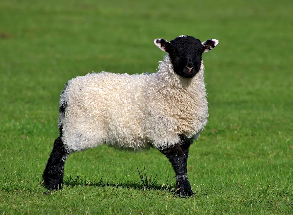 Swiss black-nosed sheep