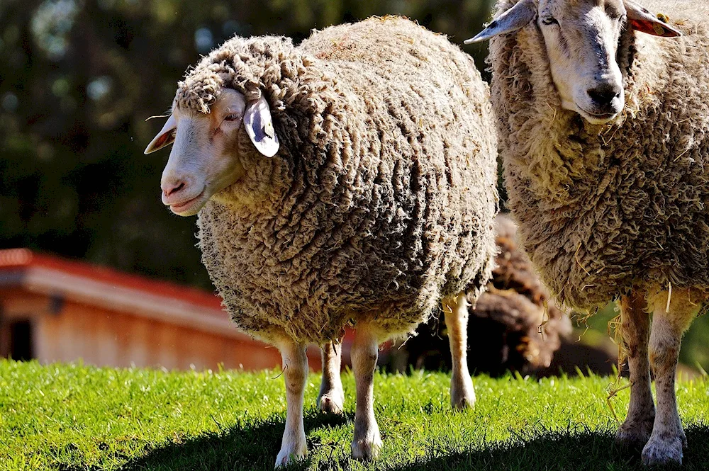 Mountain pasture sheep farming in Iceland