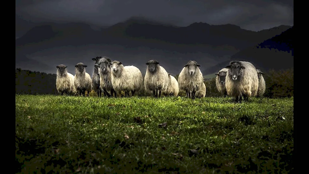 Sheep lambs in the mountains