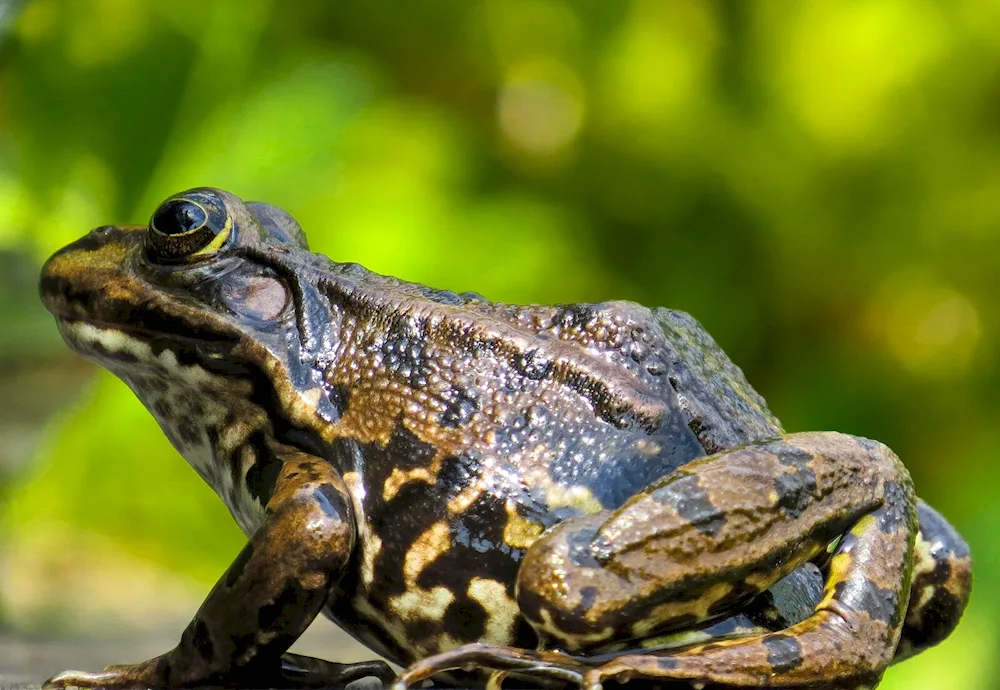 Lake frog