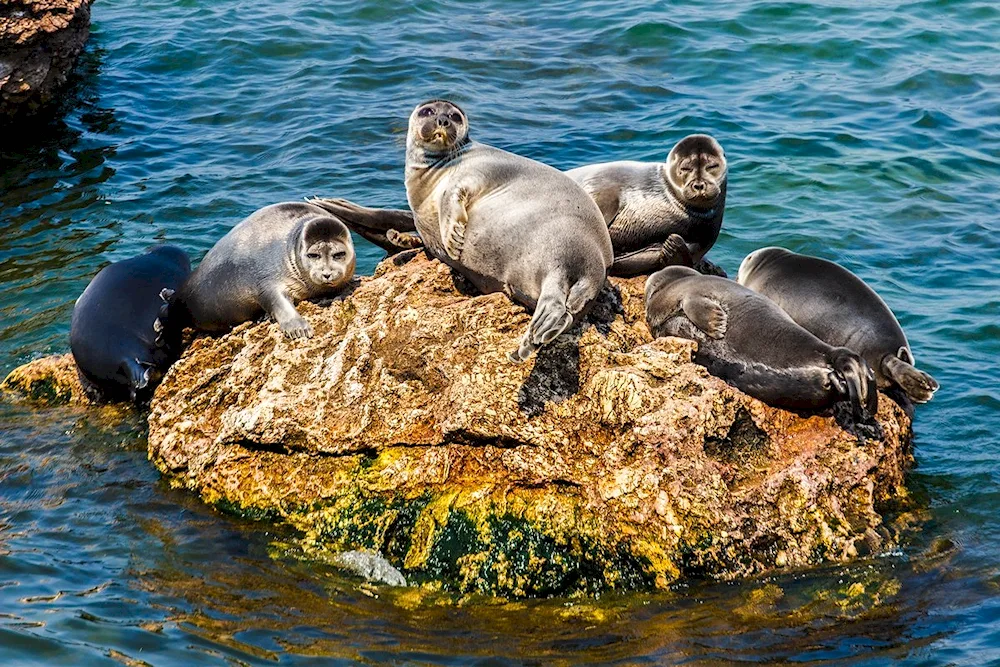 Baikal seal Nerpa Belek