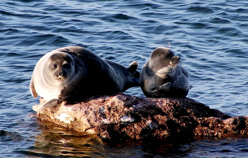 Ushkan Islands seal