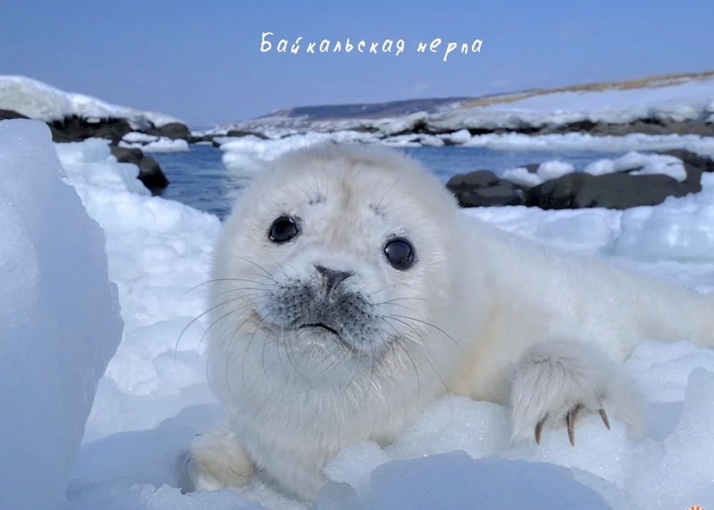 Lake Baikal Nerpa