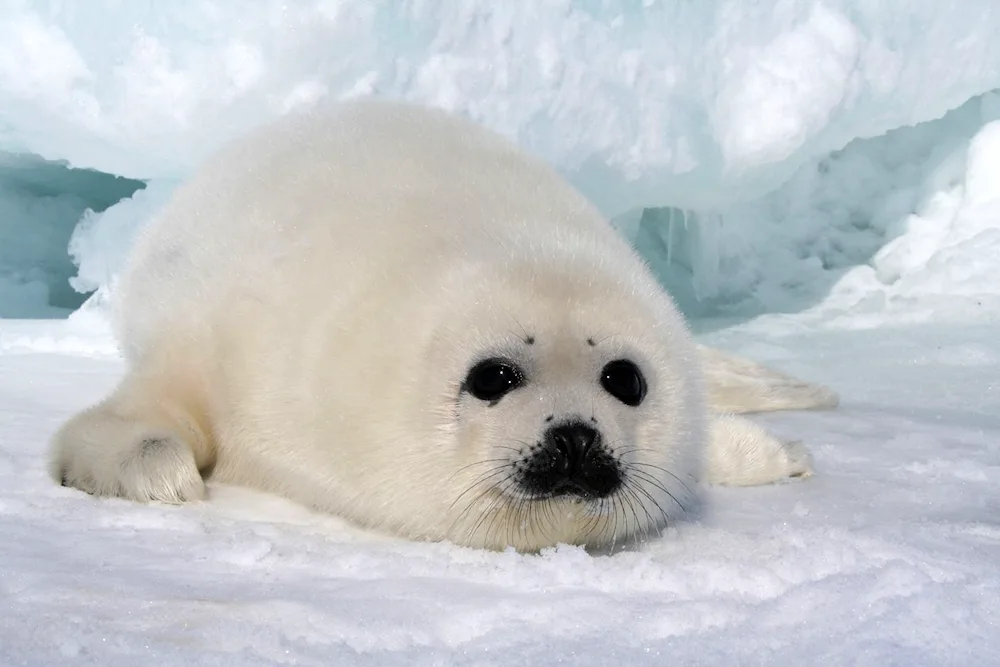 Baikal seal Nerpa