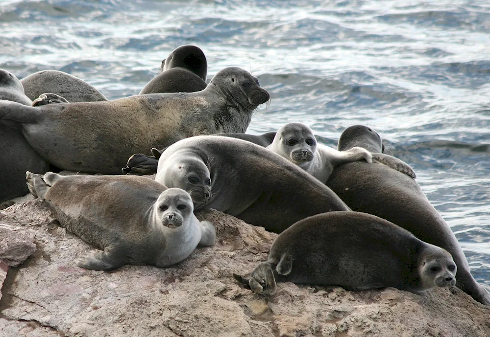 Lisa of the Baikal-Lensky Reserve Reserve