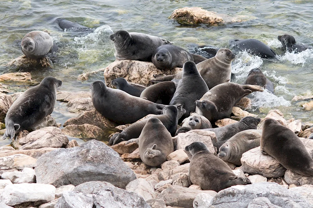 Baikal Nerpa pinnipeds