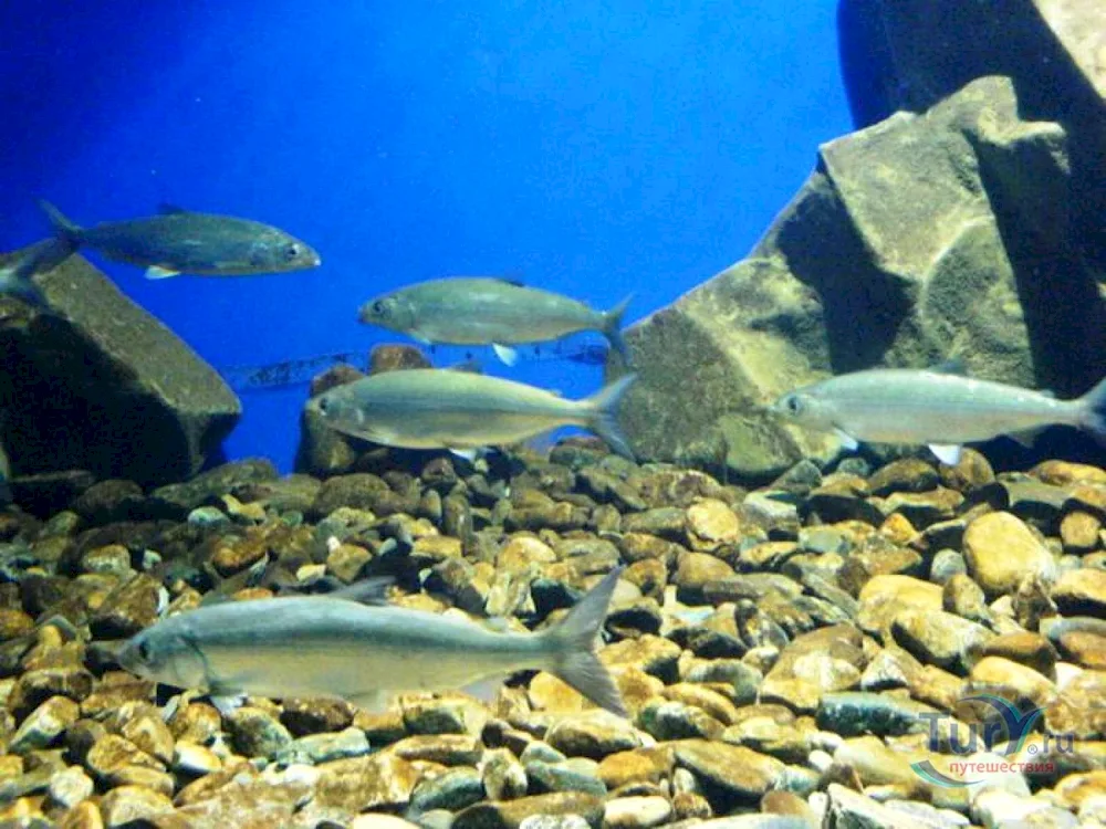 Lake Baikal omul fish