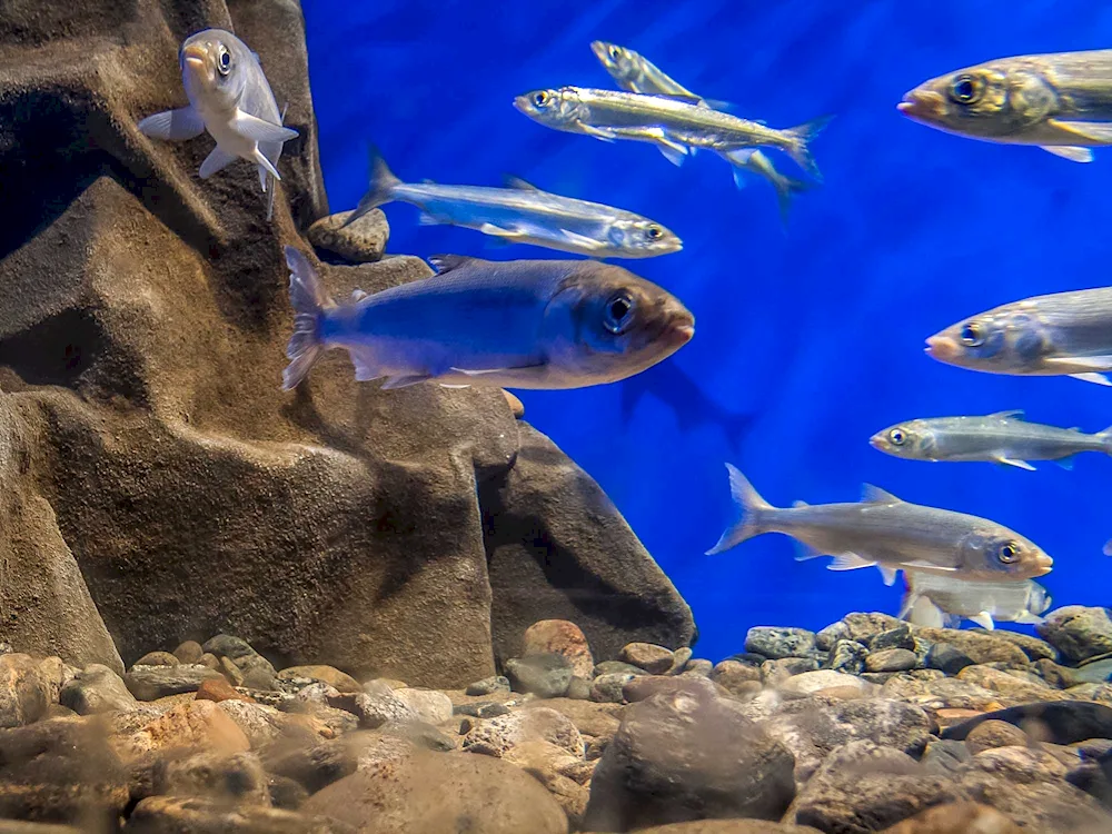 Lake Baikal omul fish