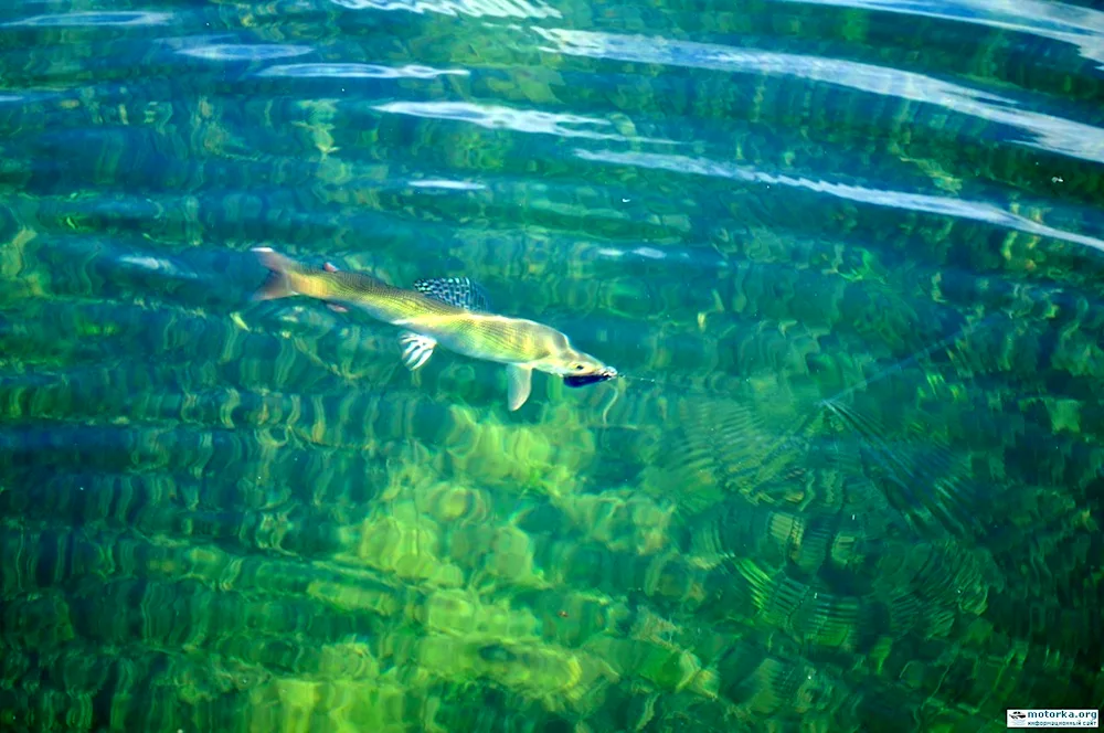 Lake Baikal omul fish. Golomyanka grayling